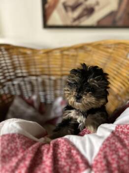 Rescue Yorkshire Terrier Dogs for Adoption in Brownstown, Indiana - Alma | PetCurious