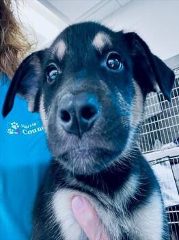 TIKKI -  German Shepherd Dog and Mixed Breed Dog for Adoption in Houston, Texas - TIKKI | PetCurious