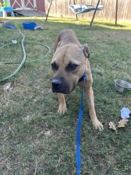 Rescue Pit Bull Terrier and Mixed Breed Dogs for Adoption in Fort Worth, Texas - 59750882 | PetCurious