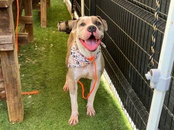 ZUCCHINI -  Pit Bull Terrier Dog for Adoption in Tustin, California - ZUCCHINI | PetCurious