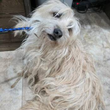 Brownie -  Terrier and Mixed Breed Dog Available for Adoption in Fort Collins, Colorado - Brownie | PetCurious