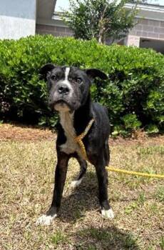 Mixed Breed Dogs Available for Adoption in Savannah, Georgia - Lucy | PetCurious