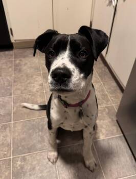 Rescue Blue Lacy and Pit Bull Terrier Dogs for Adoption in Billings, Montana - SF-Faulkner | PetCurious