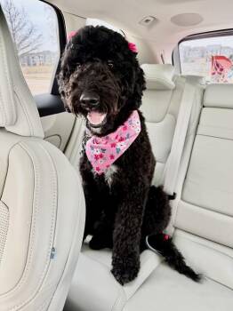 Aussiedoodle Dogs Available for Adoption - Eloise | PetCurious