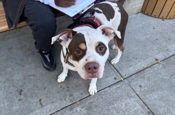 Dabbles -  Mixed Breed Dog for Adoption in New York, New York - Dabbles | PetCurious