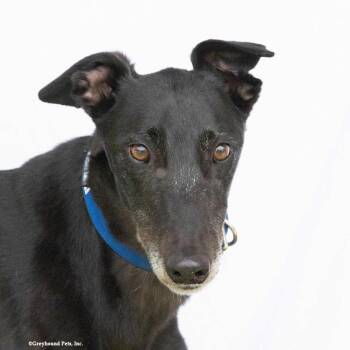 Jasper -  Greyhound Dog for Adoption in Woodinville, Washington - Jasper | PetCurious