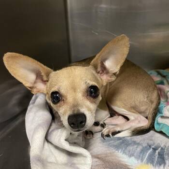 Little Noodle SPWA-Stray-149251 -  Chihuahua Dog for Adoption in Spokane, Washington - Little Noodle SPWA-Stray-149251 | PetCurious