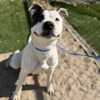 Pit Bull Terrier and Mixed Breed Dogs Available for Adoption in Bullhead City, Arizona - Petey | PetCurious