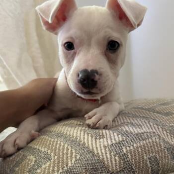 Danica -  Labrador Retriever and Pit Bull Terrier Dog for Adoption in Richmond, Virginia - Danica | PetCurious