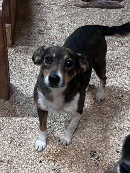 Leisl -  Jack Russell Terrier Dog for Adoption in Woodstock, Ontario - Leisl | PetCurious