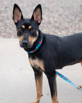 Scarlet -  German Shepherd Dog and Mixed Breed Dog for Adoption in Pequot Lakes, Minnesota - Scarlet | PetCurious
