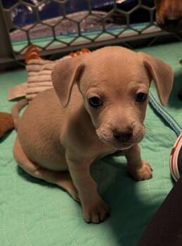 FERDINAND -  Dachshund Dog for Adoption in Broomfield, Colorado - FERDINAND | PetCurious