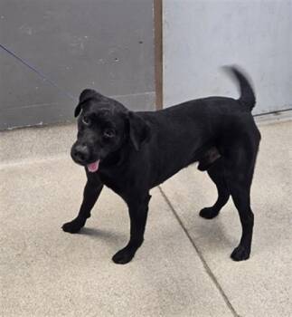 DIESEL -  Labrador Retriever Dog for Adoption in Tallahassee, Florida - DIESEL | PetCurious