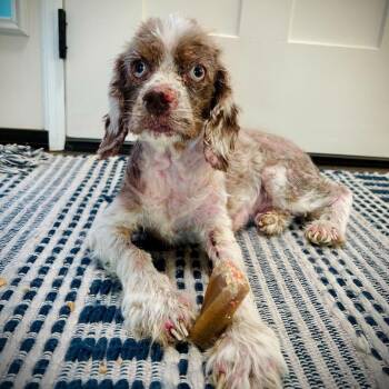 English Cocker Spaniel Dogs Available for Adoption - Chanel | PetCurious