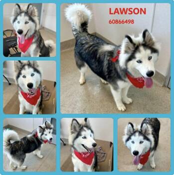 Alaskan Malamute and Husky Dogs Available for Adoption in Lucas, Texas - Lawson | PetCurious