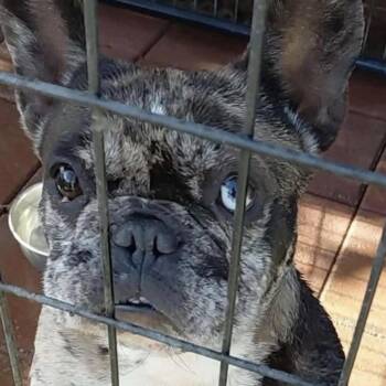 Zuma -  French Bulldog Dog for Adoption in Sonoma, California - Zuma | PetCurious