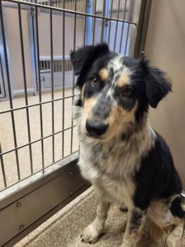 CHERRY -  Australian Cattle Dog Blue Heeler and Mixed Breed Dog for Adoption in Albuquerque, New Mexico - CHERRY | PetCurious