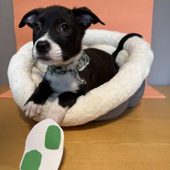 Labrador Retriever Dogs Available for Adoption in Newberg, Oregon - Toyger (Luigi)  | PetCurious