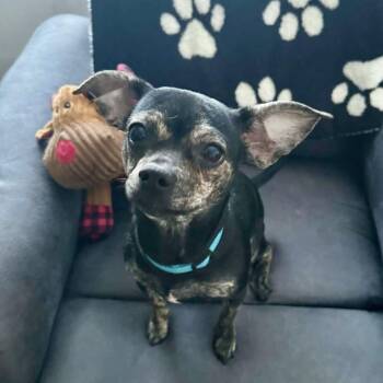 Chihuahua and Mixed Breed Dogs Available for Adoption - Dedra  | PetCurious