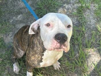SCARLET -  American Staffordshire Terrier and Mixed Breed Dog for Adoption in Ocala, Florida - SCARLET | PetCurious
