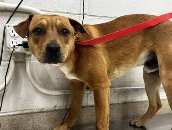 Labrador Retriever and Mixed Breed Dogs Available for Adoption - TOMATO | PetCurious