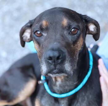 Ruby (AO37367) -  Terrier Dog for Adoption in Kansas City, Kansas - Ruby (AO37367) | PetCurious