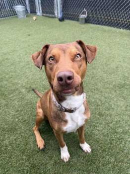 Abe -  Mixed Breed Dog for Adoption in Lafayette, Indiana - Abe | PetCurious