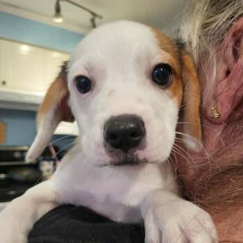 Beagle and Mixed Breed Dogs Available for Adoption in Pinellas Park, Florida - Connor | PetCurious