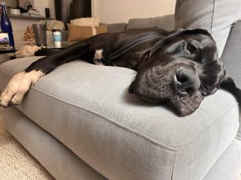 Alpha -  Great Dane Dog for Adoption in Pine Beach, New Jersey - Alpha | PetCurious