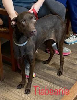 Rescue Chocolate Labrador Retriever Dogs for Adoption in Cairo, Georgia - Tiabeinie | PetCurious
