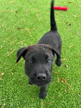 Chow Chow and Black Labrador Retriever Dogs Available for Adoption in Wilmington, North Carolina - Apollo | PetCurious
