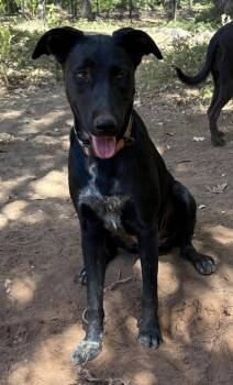 Oreo -  Black Labrador Retriever Dog for Adoption in Davis, California - Oreo | PetCurious