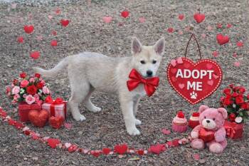 Shiba Inu Dogs Available for Adoption - Aspen | PetCurious