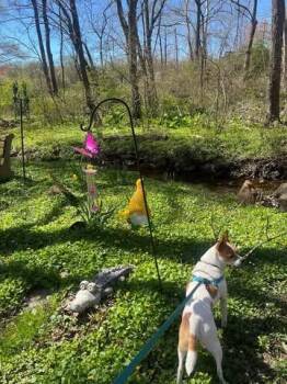 Jack Russell Terrier Dogs Available for Adoption - Waldo | PetCurious