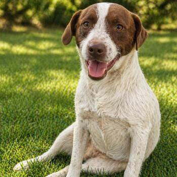 Mixed Breed Dogs Available for Adoption in Cranston, Rhode Island - EMMETT | PetCurious