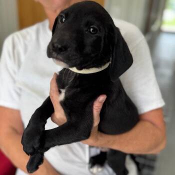 Gunner -  Mixed Breed Dog for Adoption in Blairsville, Georgia - Gunner | PetCurious