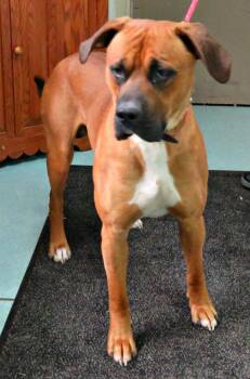 Rescue Boxer Dogs for Adoption in Lexington, Virginia - Rocco | PetCurious