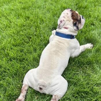 Pork Chop -  English Bulldog Dog for Adoption in Las Vegas, Nevada - Pork Chop | PetCurious