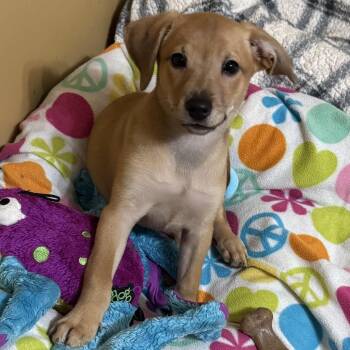 Izzy Pup: Winnie -  Dachshund and Mixed Breed Dog for Adoption in Falls Church, Virginia - Izzy Pup: Winnie | PetCurious
