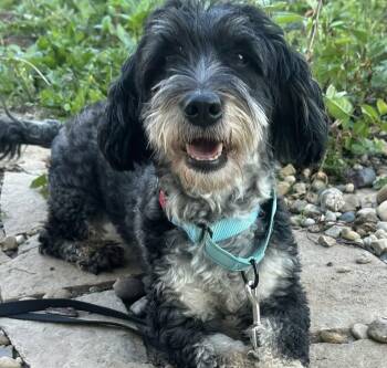 Mickey -  Bernedoodle Dog for Adoption in Orland Park, Illinois - Mickey | PetCurious