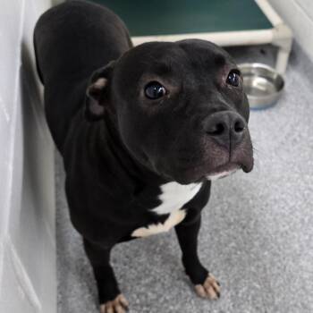 Zora -  Pit Bull Terrier and Chocolate Labrador Retriever Dog for Adoption in Chariton, Iowa - Zora | PetCurious