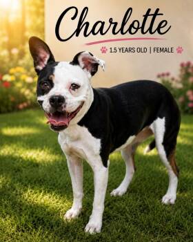 Charlotte -  Mixed Breed Dog for Adoption in Kingsland, Georgia - Charlotte | PetCurious