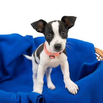 Ty "Pookie" Jackson D11362 -  Chihuahua and Terrier Dog for Adoption - Ty "Pookie" Jackson D11362 | PetCurious