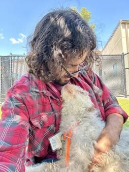 Wilbert -  Mixed Breed Dog for Adoption in Wichita, Kansas - Wilbert | PetCurious