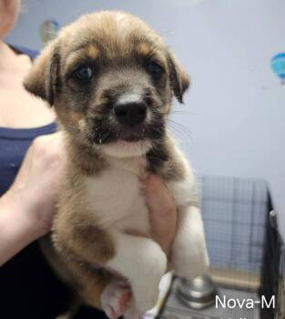 Nova -  Hound and Terrier Dog for Adoption in Gilberts, Illinois - Nova | PetCurious