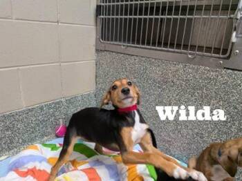 Wilda -  Labrador Retriever and Beagle Dog for Adoption in Morton Grove, Illinois - Wilda | PetCurious