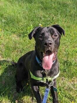 Goofy Goober III -  Mixed Breed Dog for Adoption in Fairfax, Virginia - Goofy Goober III | PetCurious