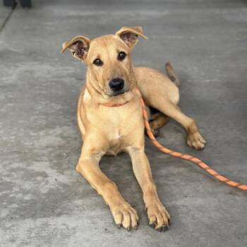 GIDGET -  Whippet and Mixed Breed Dog for Adoption in Camarillo, California - GIDGET | PetCurious