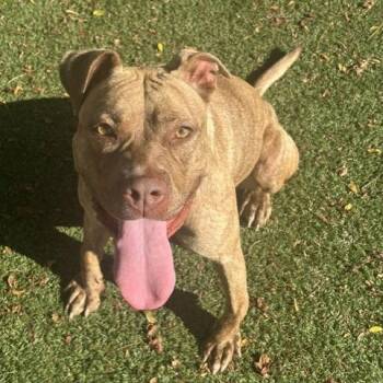 Sierra Leon -  Pit Bull Terrier Dog for Adoption in Indianapolis, Indiana - Sierra Leon | PetCurious