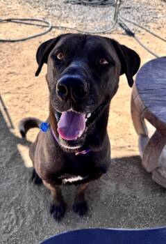 Rescue Great Dane and Chocolate Labrador Retriever Dogs for Adoption in Incline Village, Nevada - Dozer | PetCurious